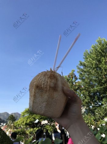 越南椰子