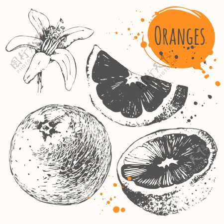 手绘美味水果橙子插画