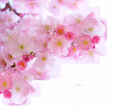 粉色桃花开png元素