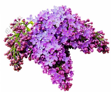 靓丽紫色花朵花束实物元素
