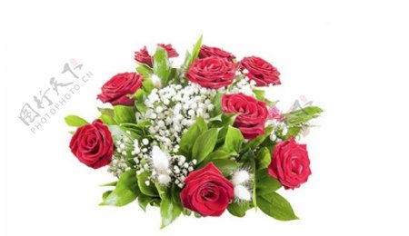 明艳红色玫瑰花花朵花束实物元素