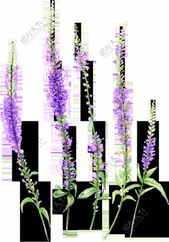 手绘五铢紫色花透明装饰素材