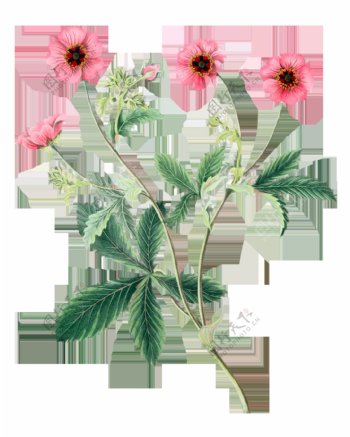 手绘植物花朵花枝鲜花透明素材