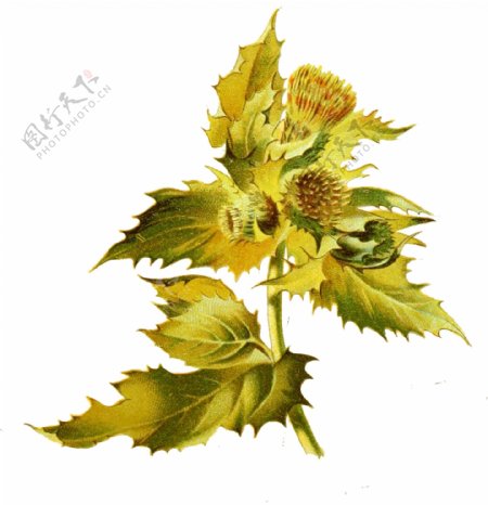 手绘水彩黄色花朵花枝透明装饰素材