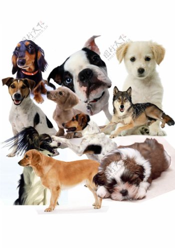 各种类型宠物狗产品实物
