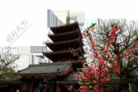 简约红色樱花树日本旅游装饰元素