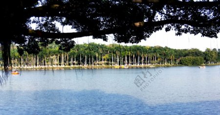 佛山大夫山风景湖水岸边热带树