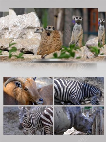 4K新春假日旅游野生动物园特写动物