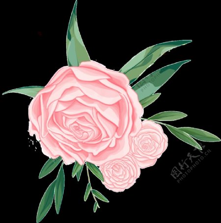 三朵粉红色玫瑰花PNG透明素材