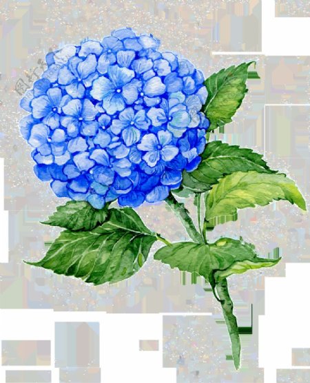 一颗蓝色绣球花PNG透明素材
