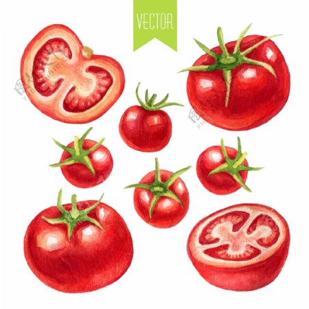 水彩蔬菜西红柿插画