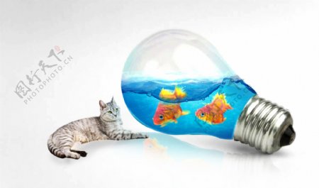 猫和鱼灯泡中的小鱼广告海报PSD源文件