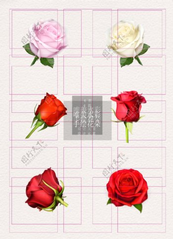 玫瑰素材彩色写实ai矢量元素
