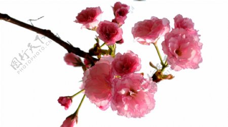 盛开的樱花树枝素材