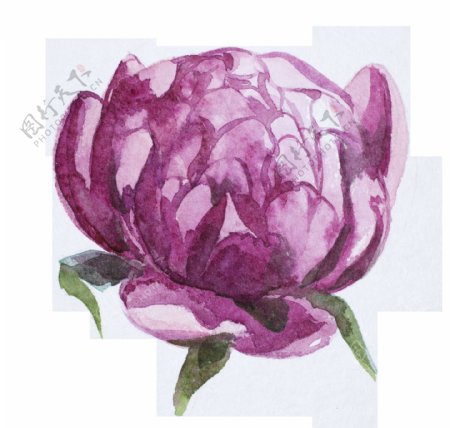 浪漫紫色玫瑰免扣素材合集