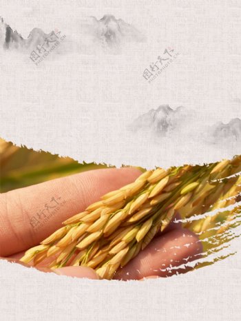 秋季水稻丰收背景素材