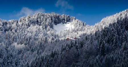 高山山峰雪山森林树林