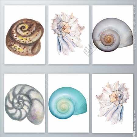 手绘水彩海螺硬壳软体动物PNG