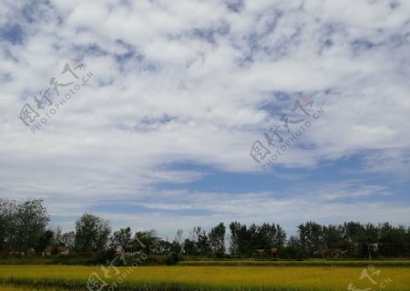 蓝天白云水稻田园