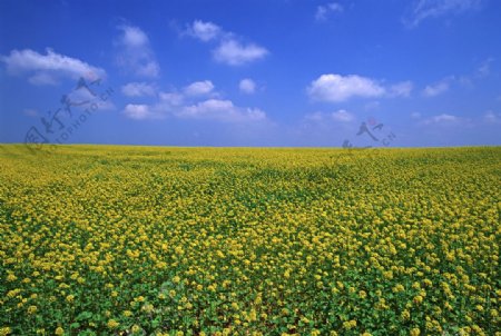 油菜花田