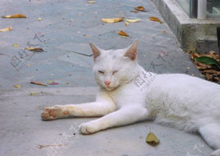 白色小野猫