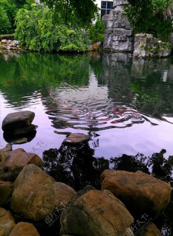 池塘假山锦鲤