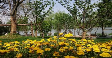 南京玄武湖公园的菊花
