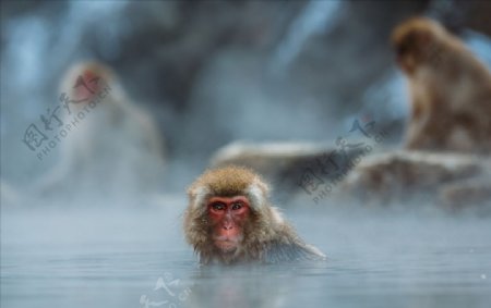 日本温泉猴子