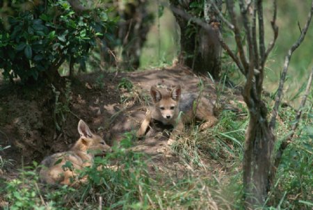 草原野狗