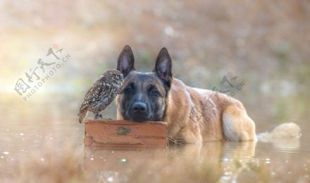犬与鸟