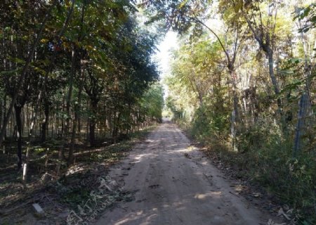 乡村道路风景