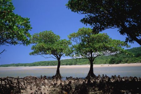 河滩上的树