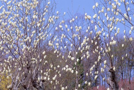 玉兰花树