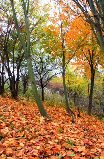 深秋时节的树林风景