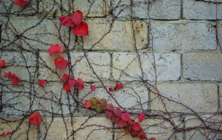 墙上的植物爬墙虎