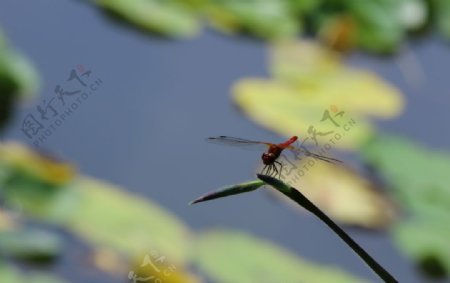 荷塘大蜻蜓