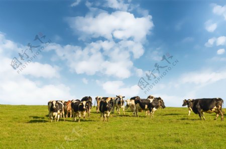 奶牛蓝天白云草地背景