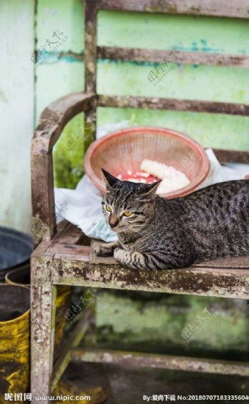 猫摄影图片宠物写真壁纸