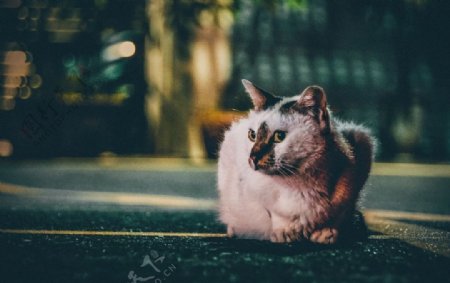 猫摄影图片宠物写真壁纸