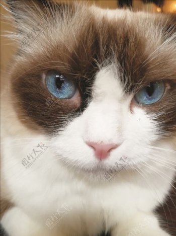 蓝眼睛的猫