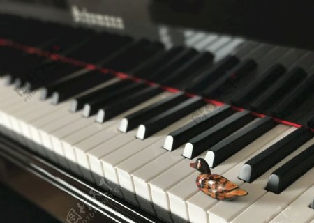 钢琴鸭