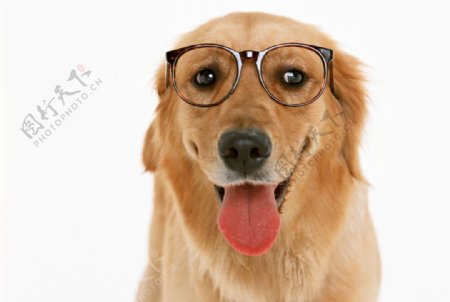 戴眼镜的狗狗