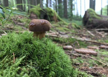 森林草地蘑菇