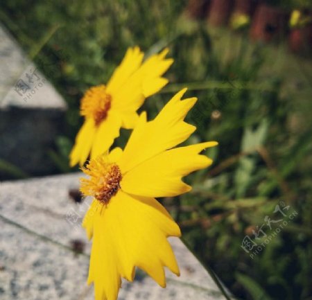 阳光下的小黄花