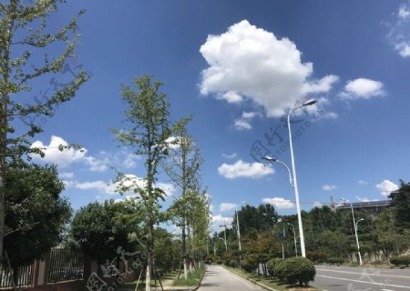 夏日好天气蓝天白云树