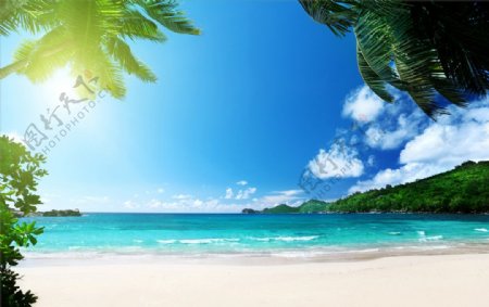 海滩夏天棕榈树海洋