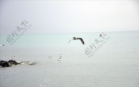 青海湖飞鸟