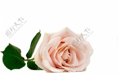 一朵粉色的玫瑰花