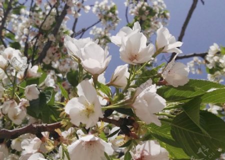 樱花白色温馨