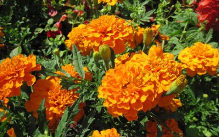 万寿菊属特写橙色花卉